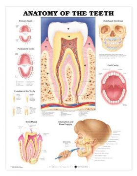 Teeth Anatomy Chart - Anatomy of the Teeth