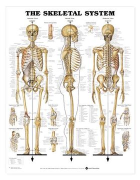 Skeletal System Chart Human Comprehensive MOST POPULAR