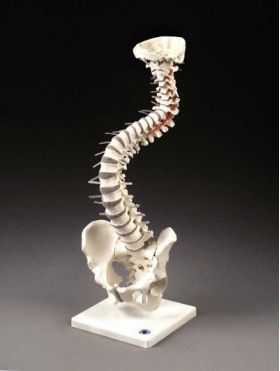 Spinal Disc Anatomy Model Flexible Soft Disc