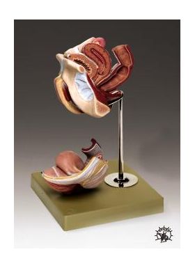 Female Genital Organs Anatomical Model DELUXE