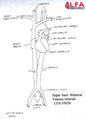 Super Sam Plus Bilateral Venous-Arterial Anatomical Training Model