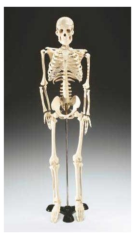 Skeleton Mr. Thrifty 33 1/2" Tall Complete