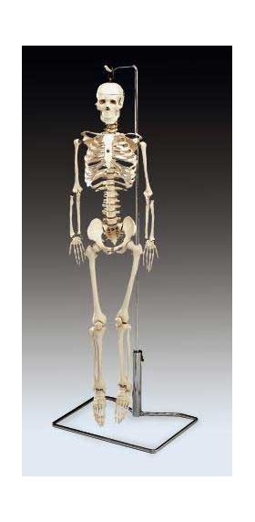 Skeleton Mr. Thrifty  33 1/2" Complete Skeleton With Spinal Nerves