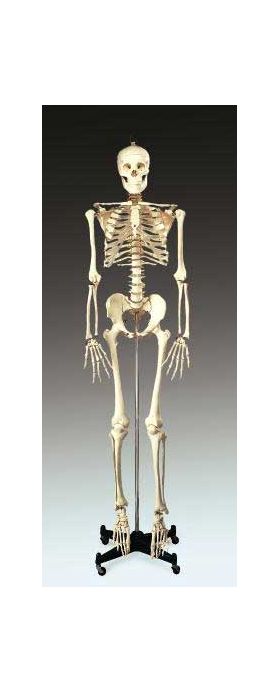 Skeleton Budget Bucky 5' 6" Complete Ideal for Classroom. With Chart