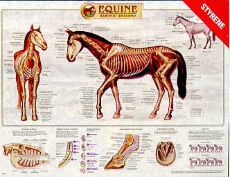 Equine Skeletal Anatomy Wall Chart