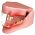 Feline Teeth Jaw Anatomical Model