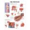 Prostate Chart - The Prostate