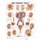 Urinary Tract Chart - The Urinary Tract
