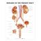 Urinary Tract Chart - Diseases of the Urinary Tract