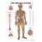 Nervous System Chart