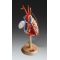 Heart Anatomy Model w/wo Coronary Bypasses PRO 2X Life Size