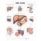 Liver Chart - The Liver