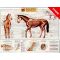 Equine Skeletal Anatomy Wall Chart Laminated
