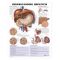 Hepatitis Chart - Understanding Hepatitis