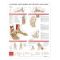 Foot Ankle Chart - Anatomy and Injuries of the Foot and Ankle
