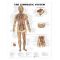 Lymphatic System Chart