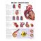 Heart Conditions Chart - Heart Conditions