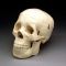 Skull Anatomy Model Budget w 3 Removable Teeth