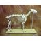Canine Anatomical Skeleton Bosley Dog (Large)