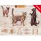 Feline Skeletal System Wall Chart Cat