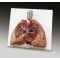Lungs with Heart Anatomical Model