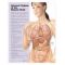 Internal Organs Chart - Internal Organs of the Body