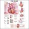 Heart Chart - The Human Heart