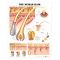 Human Hair Chart - The Human Hair