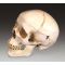 Skull Anatomical Model - Numbered Human Skull