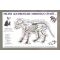 Feline Acupressure Meridian Chart
