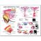 Equine Chart - Mare Reproductive Anatomy Wall Chart