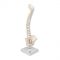 Spinal Column Model Mini-Human Flexible on Base Professional