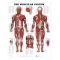 Muscular System Chart- GIANT The Human Muscular System (Male) Giant 42" x 62"