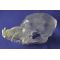 Canine Pug Skull with Teeth, Visi-Model Transparent