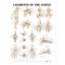 Ligaments Chart - Ligaments of the Joints