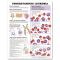 Leukemia Chart - Understanding Leukemia
