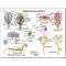 Equine Chart - Horse Neurological Wall Chart