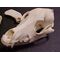 Canine Disarticulated REAL BONE Complete Skeleton Bag of Bones,  Dog