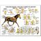 Equine Chart - Forelimb Regional Joint Anatomy Wall Chart