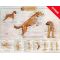 Canine Skeletal Wall Chart, CLASSIC Now Available!