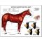 Equine Chart - Surface Anatomy Wall Chart Horse