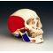 Skull Anatomical Model Painted Musculature