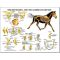 Equine Chart - Hindlimb Regional Joint Anatomy Wall Chart