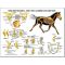 Equine Chart - Hindlimb Regional Joint Anatomy Wall Chart