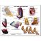 Equine Chart - Foot and Hoof Anatomy Wall Chart