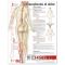 Pain Chart - Understanding Pain Spanish Language