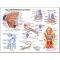 Equine Chart - Stallion Anatomy Wall Chart Horse
