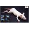 Rat Lab Training Manikin MIMOLETTE®