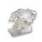 Feline Skull Dentoform Dental Model w Radiopaque Teeth LFA # 2522
