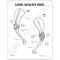 Canine Feline Educational Key Card Set of 17